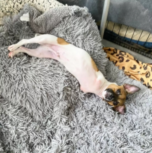 Cão especial não percebe que é diferente 
