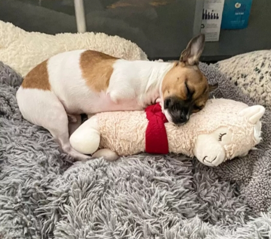 Abrigo de animais conta história de cão especial que só dorme com seu bichinho de pelúcia