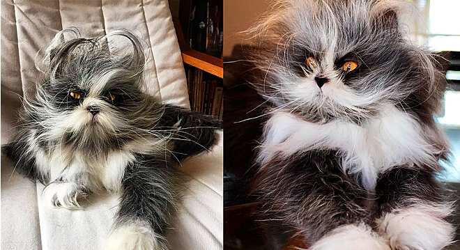 Bicho confunde internautas com sua aparência “diferente”; veja imagem