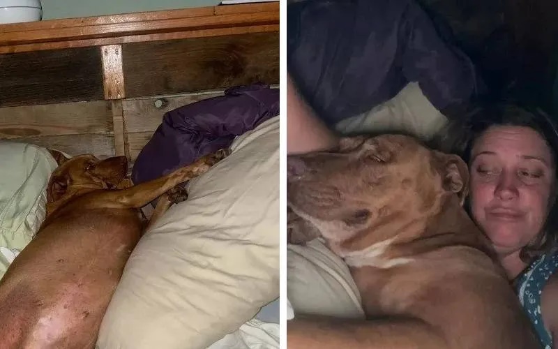Casal acorda com cachorro desconhecido de cerca de 40kg na cama