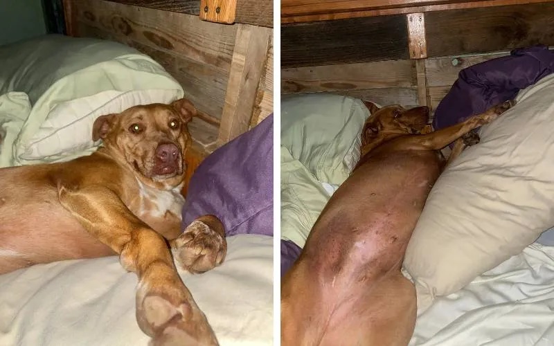 Casal acorda com cachorro desconhecido de cerca de 40kg na cama; veja fotos e vídeo