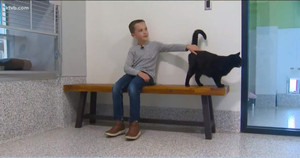 Menino consegue mais de R$ 9 mil para ajudar gatos em abrigo nos EUA