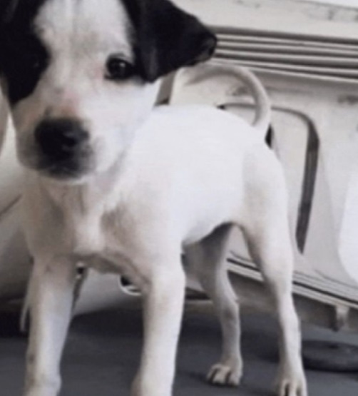 Crianças fazem "retrato falado" de cachorro perdido e mobiliza comunidade