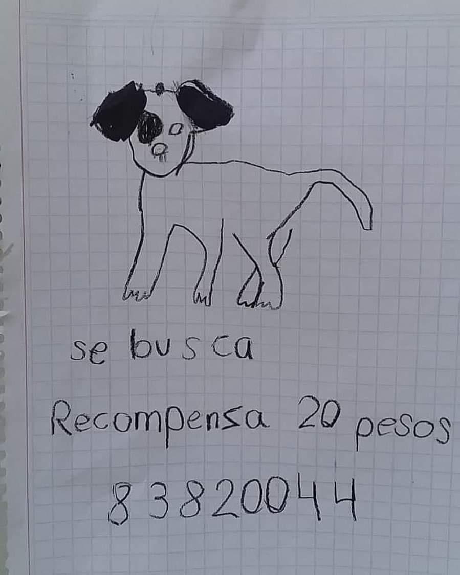 Crianças fazem "retrato falado" de cachorro perdido e mobiliza comunidade; veja fotos