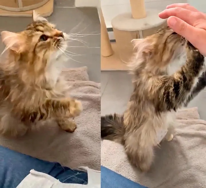 Gata grávida, doente e abaixo do peso tem reviravolta inspiradora