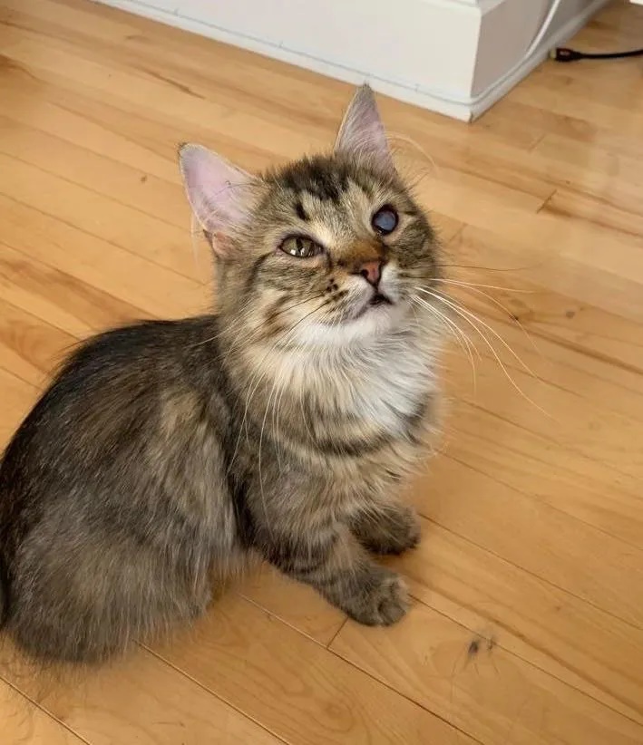 Gata grávida, doente e abaixo do peso tem reviravolta inspiradora; veja vídeo 