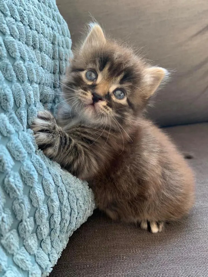 Doente e abaixo do peso, gata encontra pessoas que conseguem te ajudar