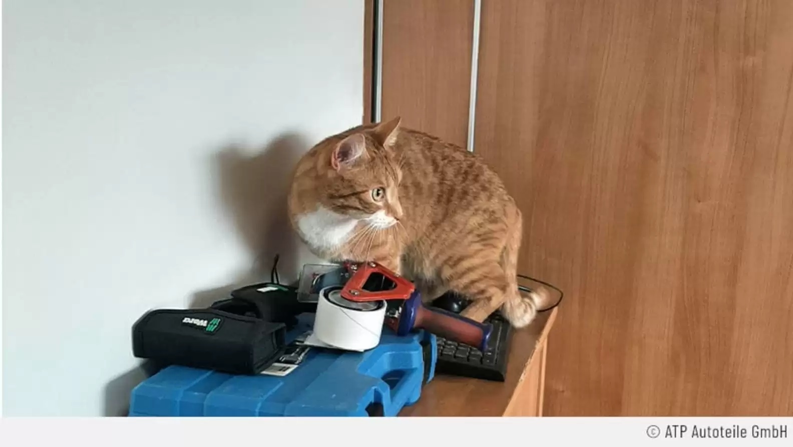 Gata dorme dentro de caixa e acaba fazendo uma longa viagem sem querer