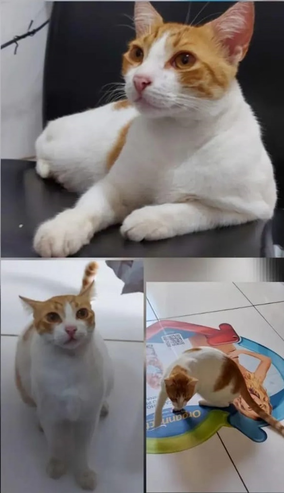 Gato comunitário desaparece em bairro de Salvador