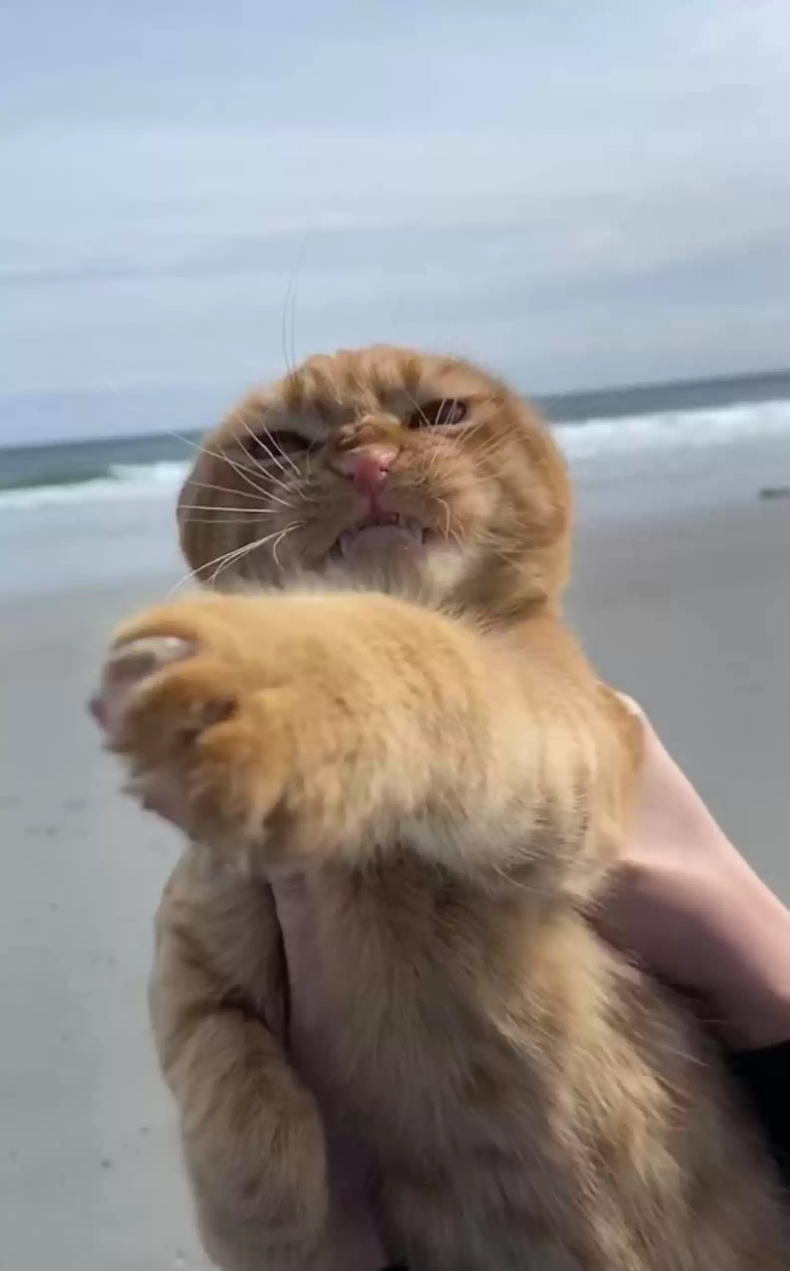 Pumpkin vai à praia pela primeira vez e até se diverte, mas tudo muda quando começa a ventar forte