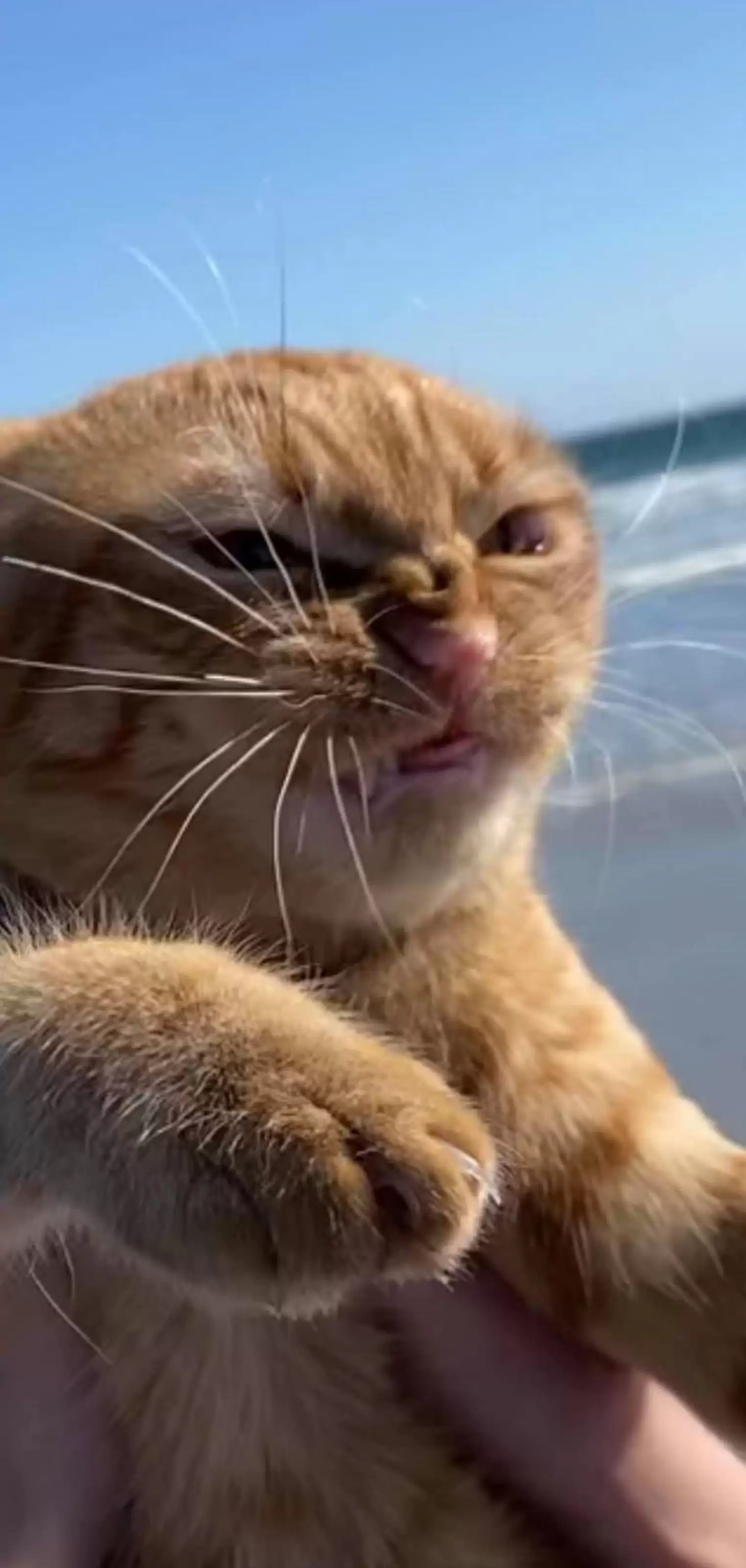 Gato vai à praia pela primeira vez