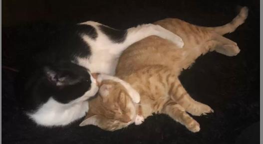 Gatinho consola o irmão 
