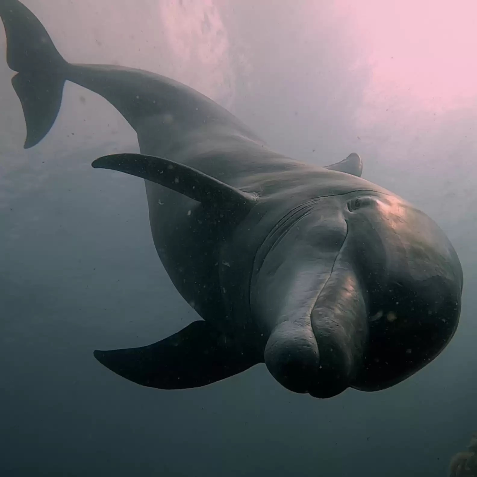 Golfinho selvagem faz amizade com mergulhador e tem atitude surpreendente; assista 