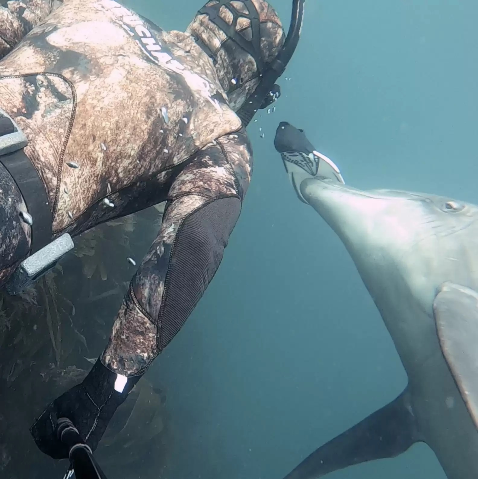 Golfinho selvagem faz amizade com mergulhador e tem atitude surpreendente