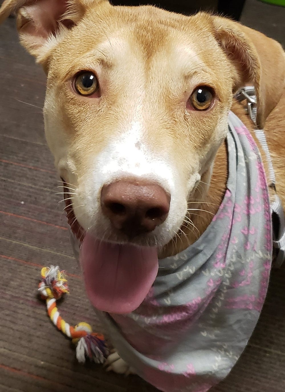 Nos EUA, hotel abriga cães sem teto e encaminhou 60 cães para adoção