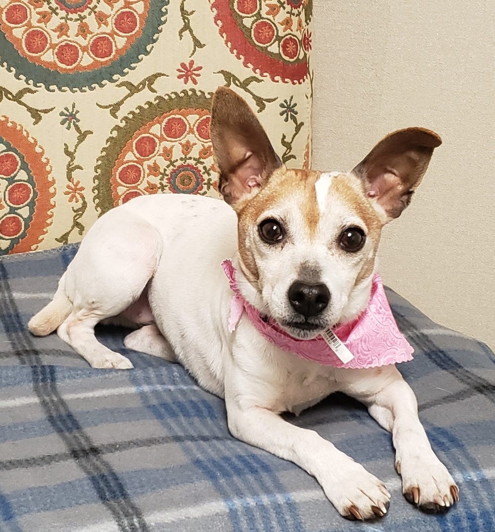 Hotel abriga cães sem teto e promove adoções de pets com hóspedes; entenda caso