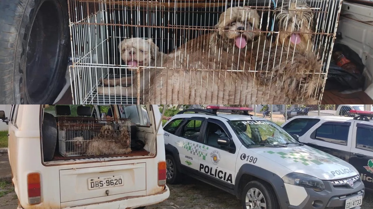 Mais de 30 cães são resgatados de canil clandestino; multa deve ultrapassar R$ 100 mil