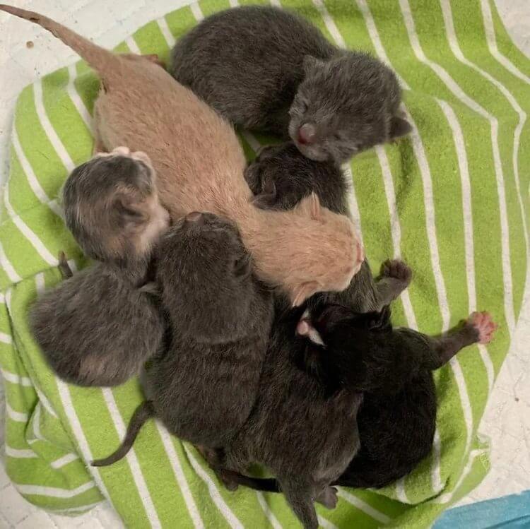 Cuidadora de animais resolve adotar gata mas recebe surpresa dentro de casa