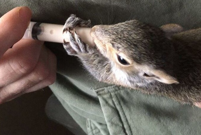 Mulher ajuda esquilo órfão, mas se surpreende com atitude do animal