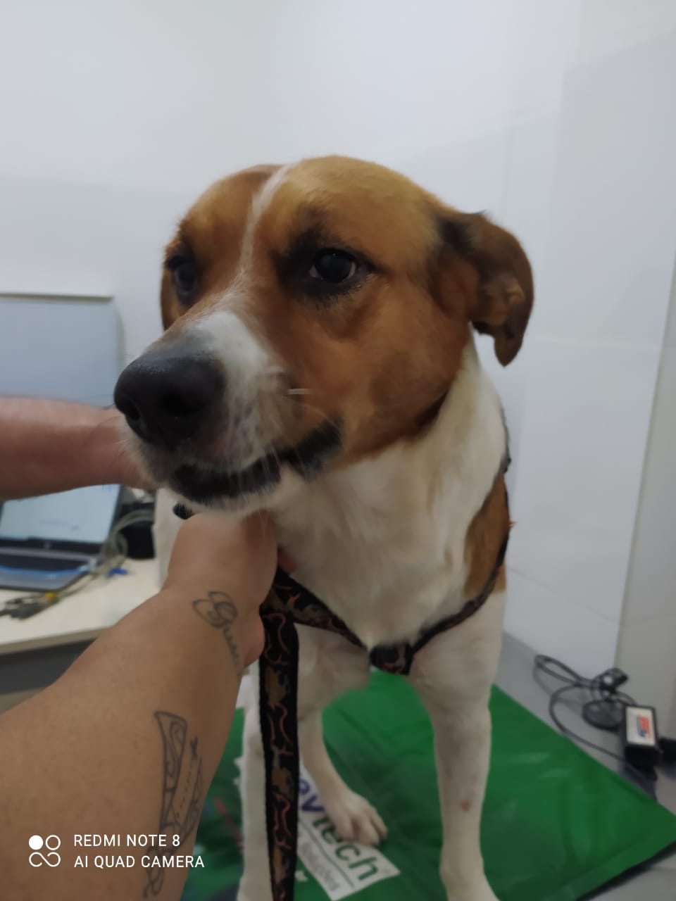 Cão abandonado em viaduto de Salvador precisa se submeter a cirurgia ortopédica 