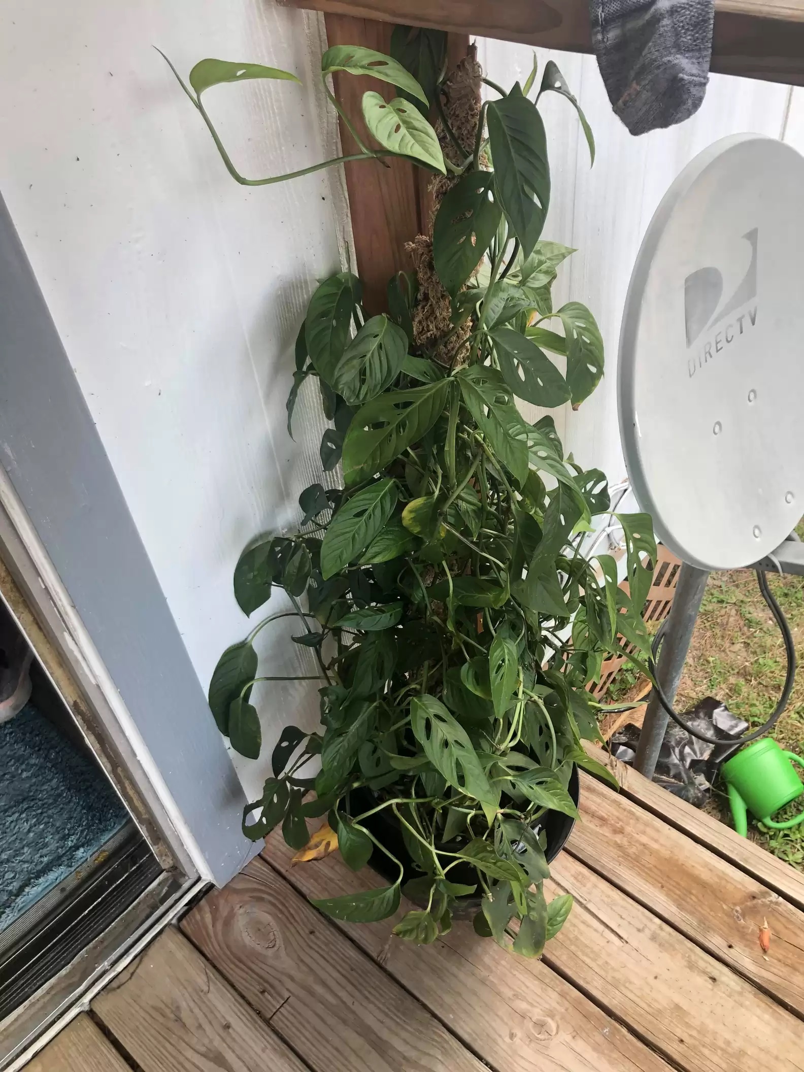 Casal oferece carona a animal inusitado e se torna melhor amigo dele