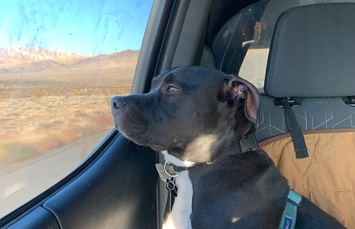 Pit bull agressivo e ignorado em abrigo consegue uma nova chance; confira história