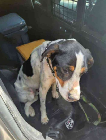 Tutores reencontram cachorro após perdê-lo em acidente de carro