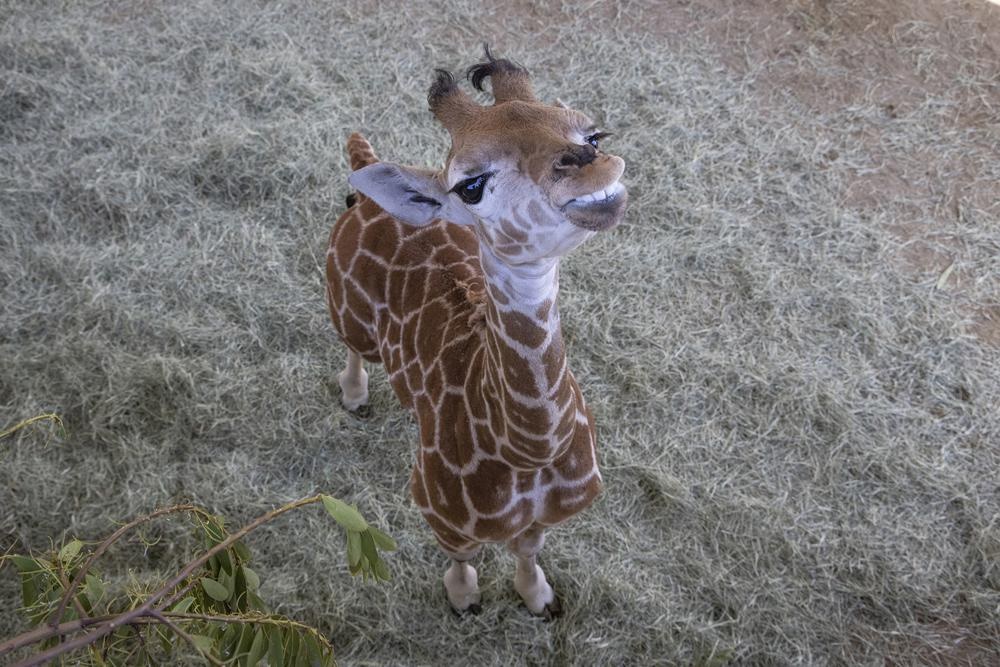 Filhote de girafa tem segunda chance após equipe de zoológico desenvolve órteses para ela; veja vídeo 