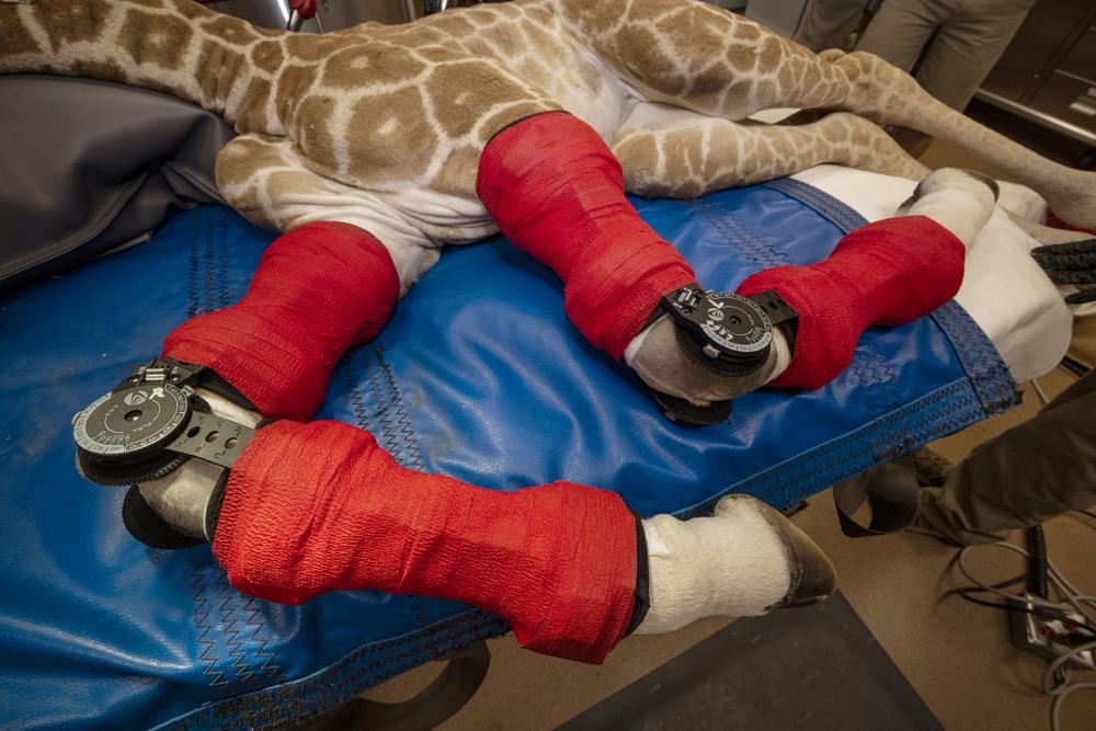 Girafa nasce com problemas nas pernas e profissionais desenvolvem órteses para ela