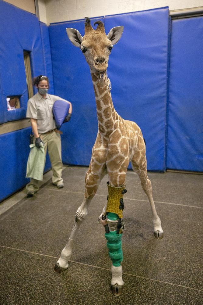 Filhote de girafa tem segunda chance após equipe de zoológico desenvolve órteses para ela