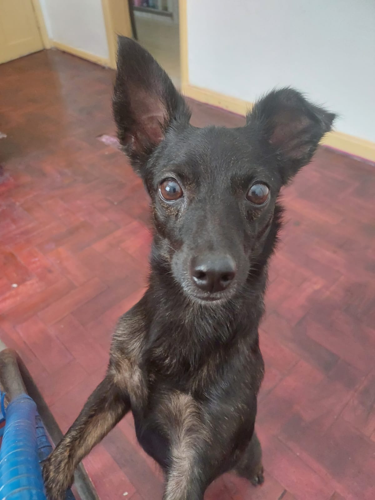 Cachorro desaparece em bairro de Salvador e tutor oferece recompensa para quem o encontrar