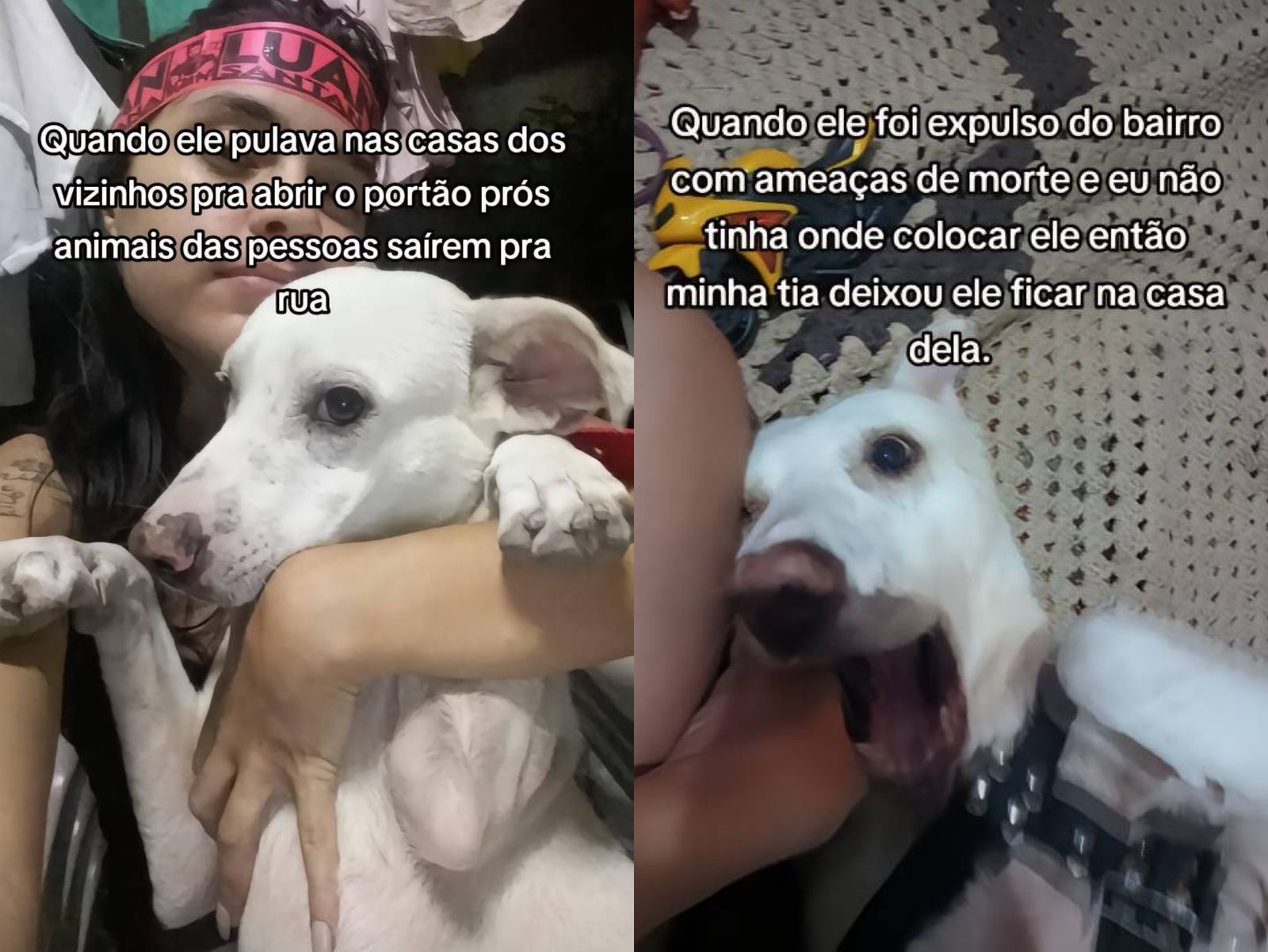Tutora confessa que pensou em colocar próprio cão para adoção: "foi expulso do bairro"; assista
