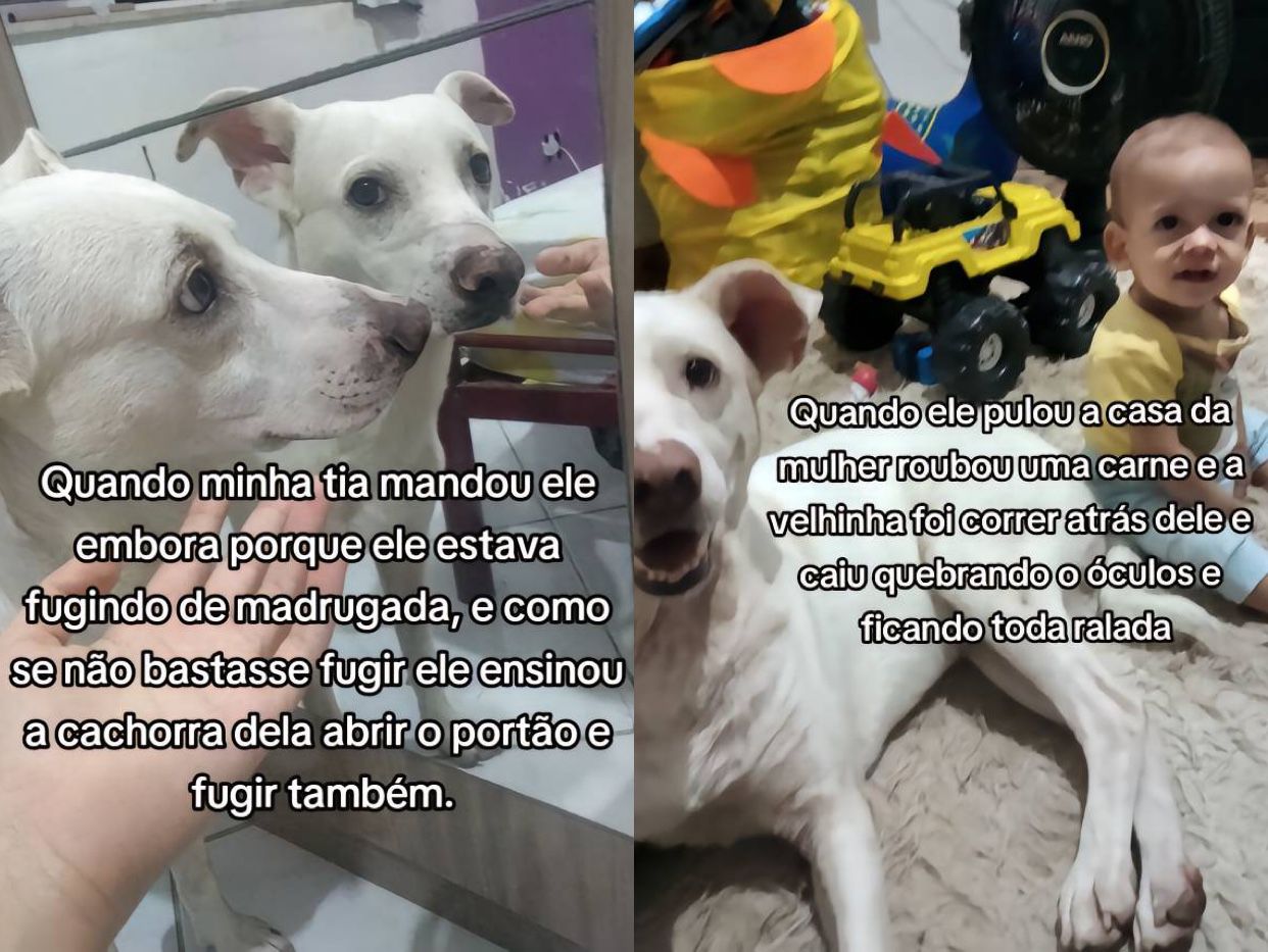 Tutora confessa que pensou em colocar próprio cão para adoção: "foi expulso do bairro"