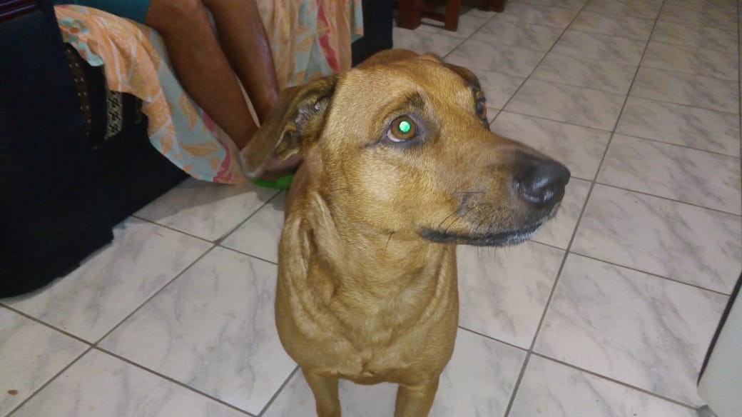 Dia das Mães: Perder um pet é o mesmo que perder um filho? Veja o que diz tutoras