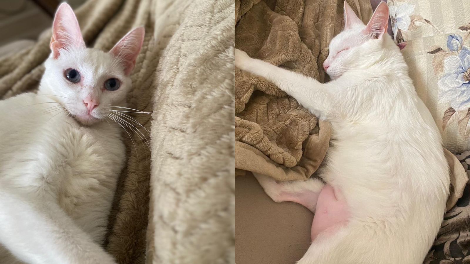 Perder um pet é o mesmo que perder um filho? Veja o que diz tutoras