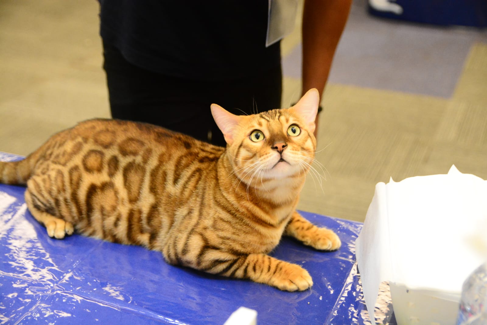 Presidente do GatoGrupo fala sobre crescimento de população felina, durante evento com mais de 140 gatos