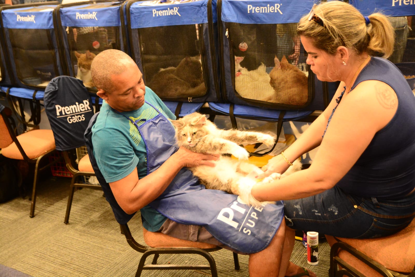 Presidente do GatoGrupo fala sobre crescimento de população felina, durante evento com mais de 140 gatos