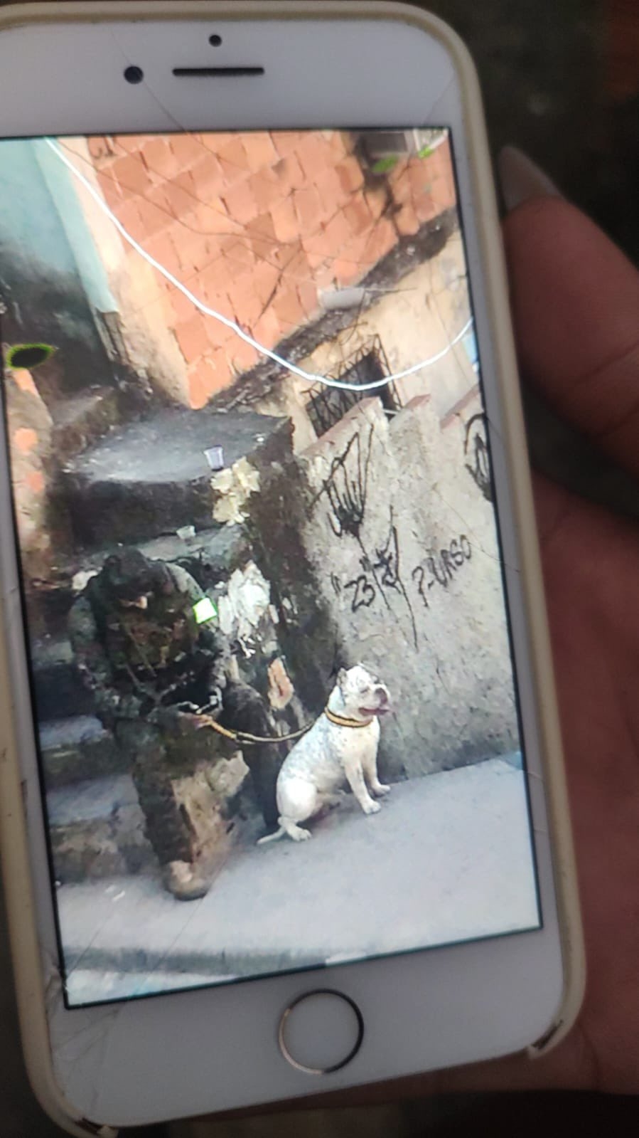 Moradora do Complexo do Alemão acusa PM de levar cachorro durante operação e relata desespero; veja desfecho 