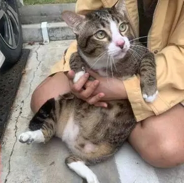 Gato cai do 6° andar de prédio, despenca em carro e tutora é multada; veja detalhes