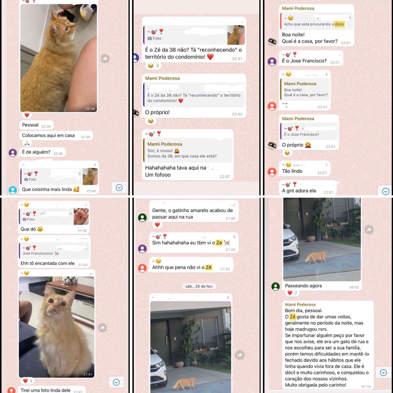 Gato envergonha família com mania que afeta vizinhos; assista 