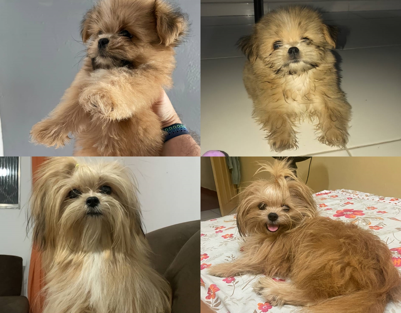 Mulher cai em golpe e adquire cão acreditando ser de raça pura: "Foi enganada mesmo"; assista 