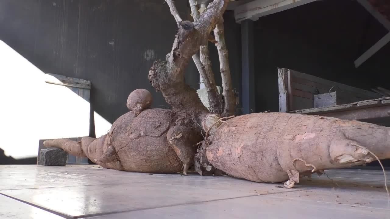 O pé de mandioca tem cerca de 112 quilos. Foto: Reprodução/g1
