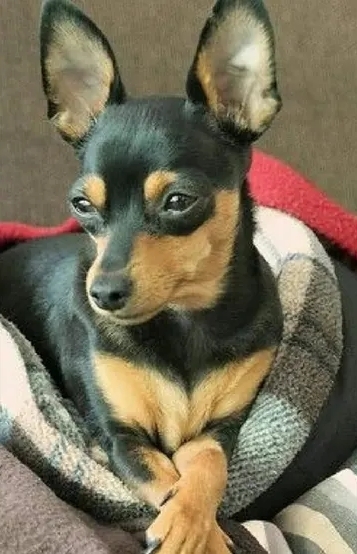 Pinscher enfrenta rottweiler para defender crianças