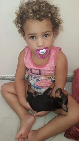 Pinscher enfrenta rottweiler