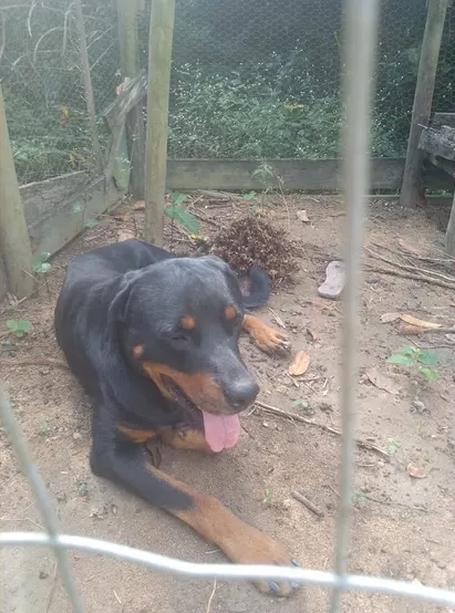 Pinscher enfrenta rottweiler para defender crianças: 'deu a própria vida'