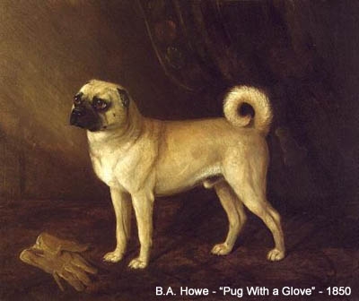 Resultado de cruzamento entre pug e vira-lata caramelo impressiona web: "corretor genético"