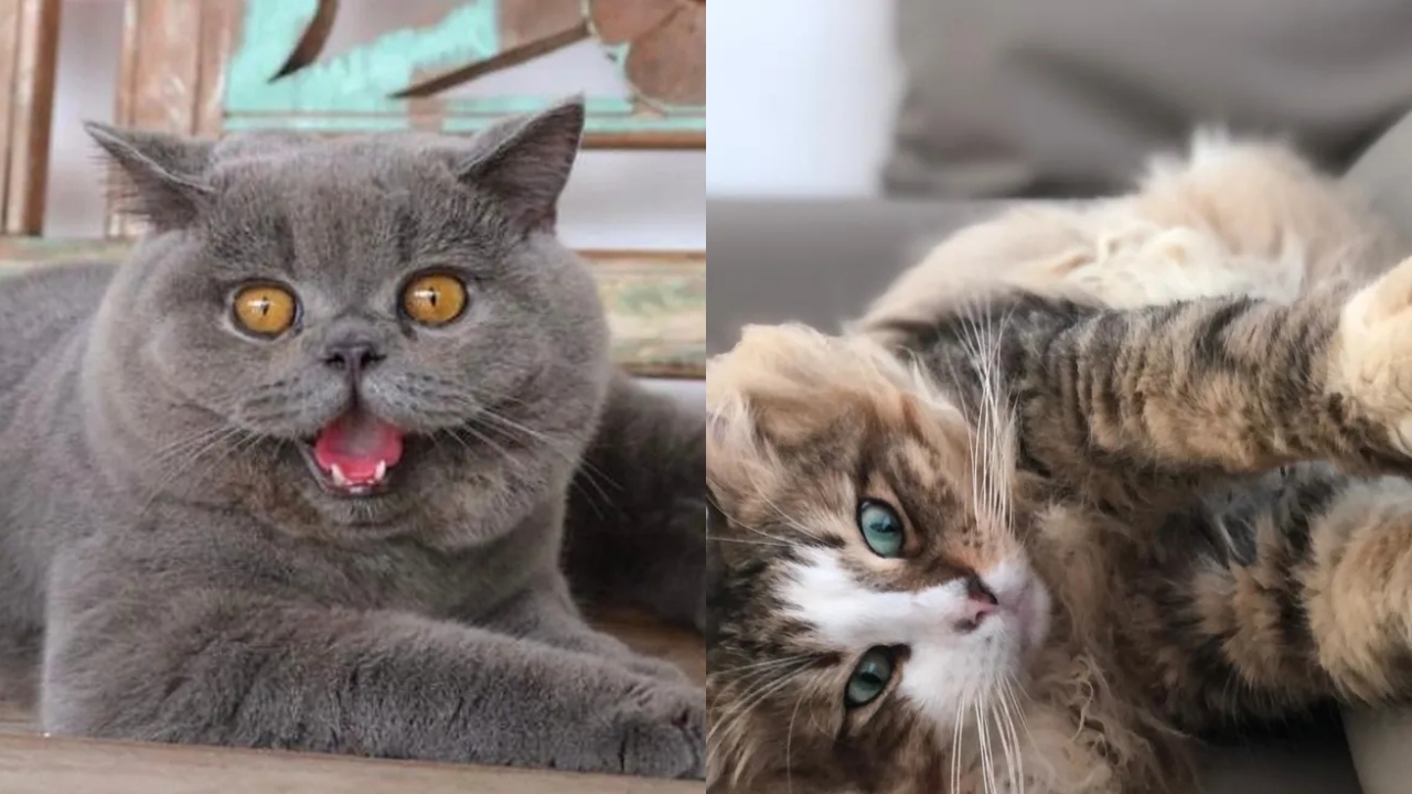 Salvador recebe evento felino com 140 gatos de raças diferentes neste fim de semana; saiba detalhes 