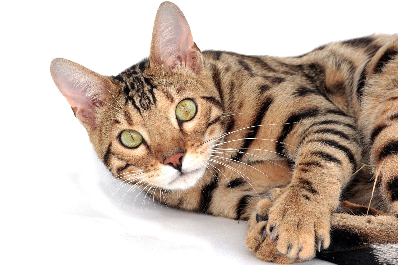 Salvador recebe evento felino com 140 gatos de raças diferentes neste fim de semana; saiba