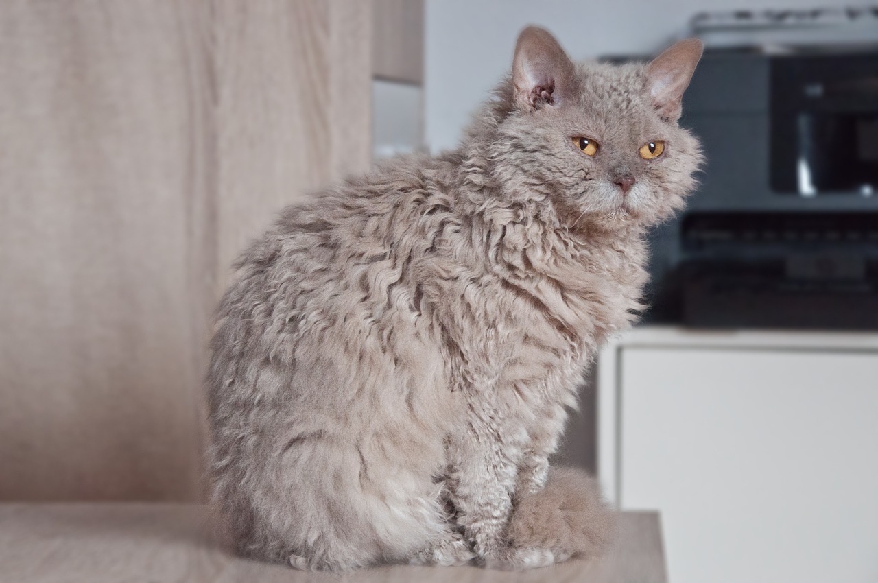 Salvador recebe evento felino com 140 gatos de raças diferentes neste fim de semana; saiba detalhes 
