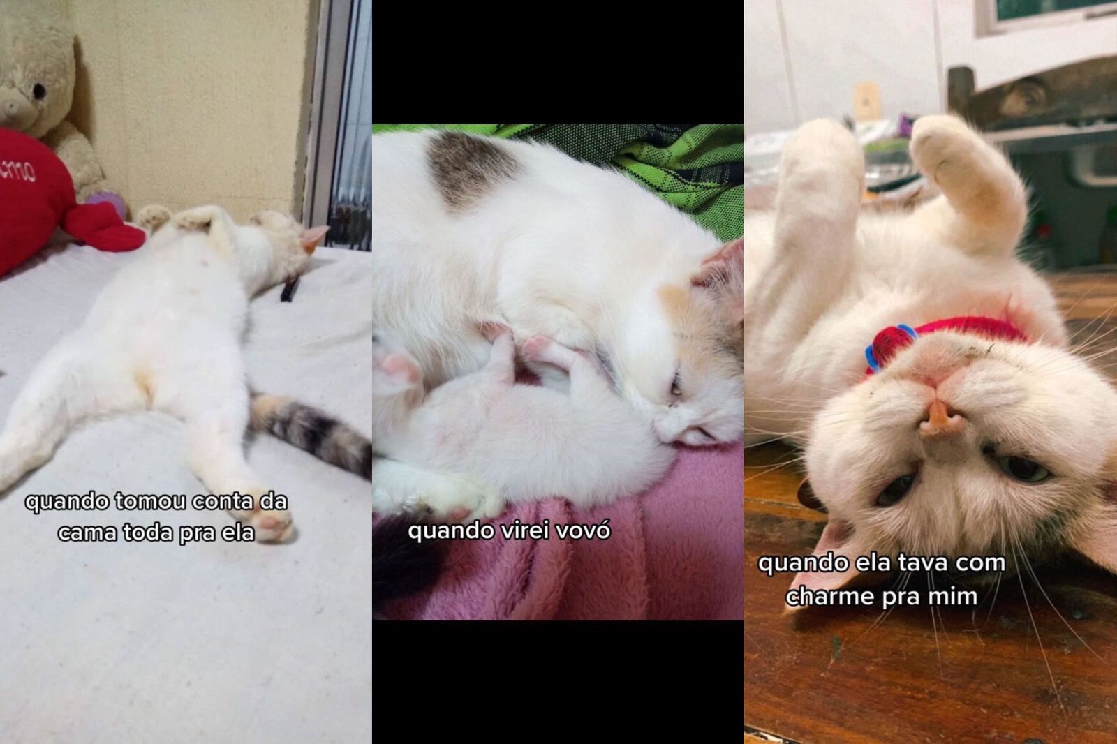 Últimos momentos de gata viva emociona web; assista